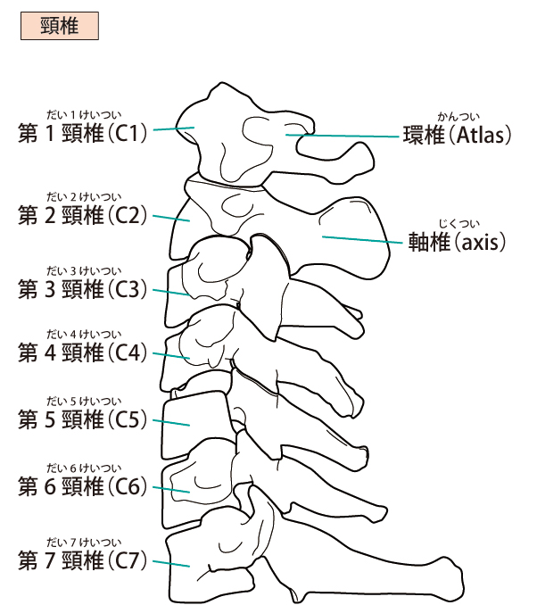 頚椎ヘルニア